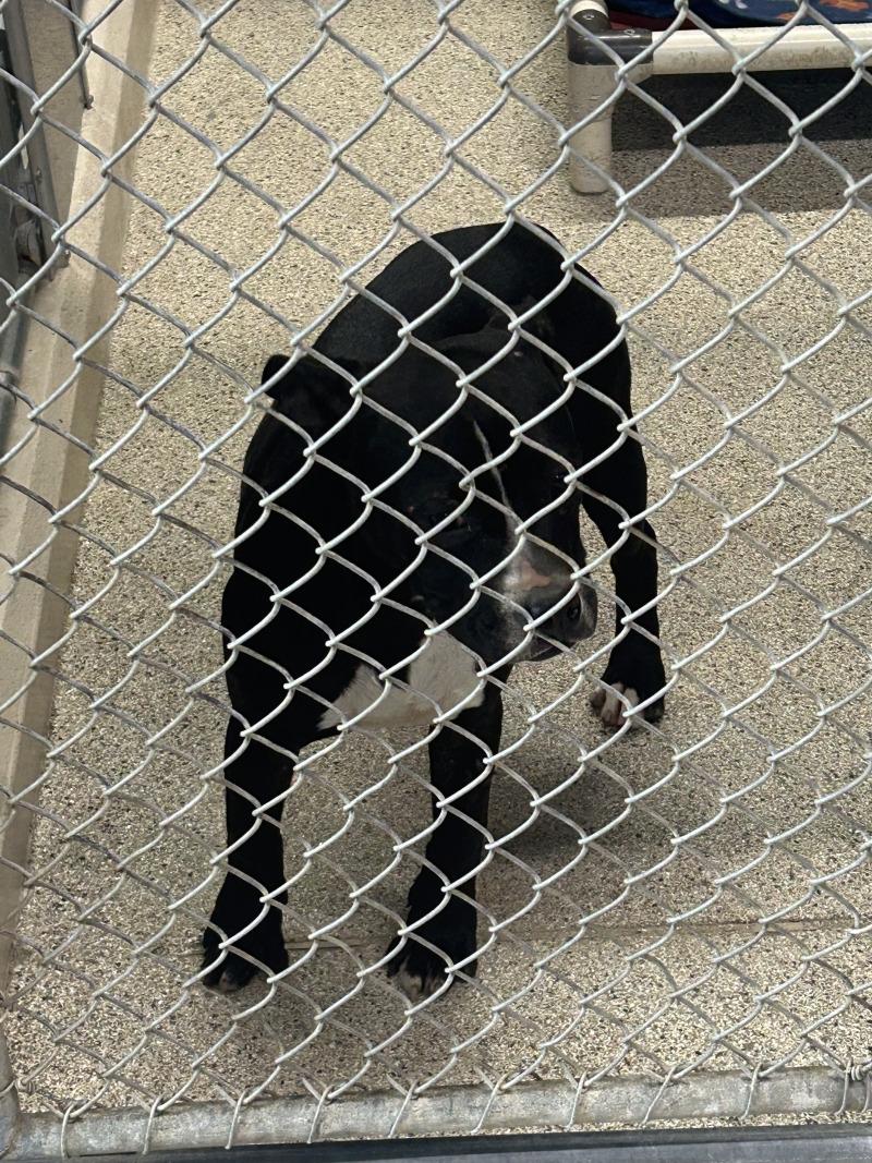 Enlarge John, a Adoptable Pit Bull Terrier in Supply, NC image 2/2