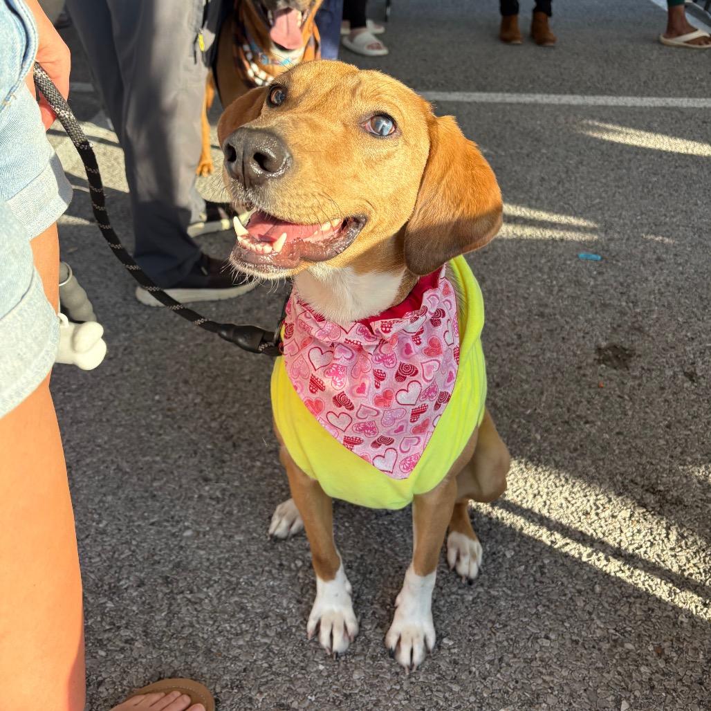 Enlarge Savannah, a Adoptable mixed breed in Clarksville, TN image 5/6