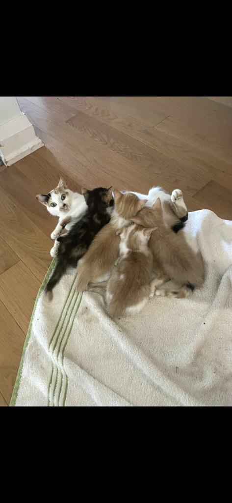 Enlarge Shelby, a Adoptable Domestic Short Hair in Arthur, ON image 1/4