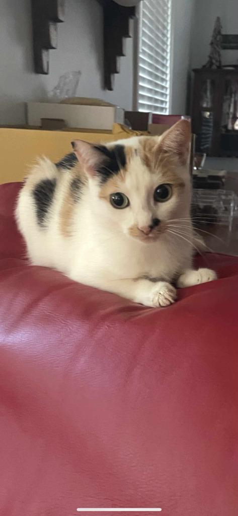 Enlarge Shelby, a Adoptable Domestic Short Hair in Arthur, ON image 2/4