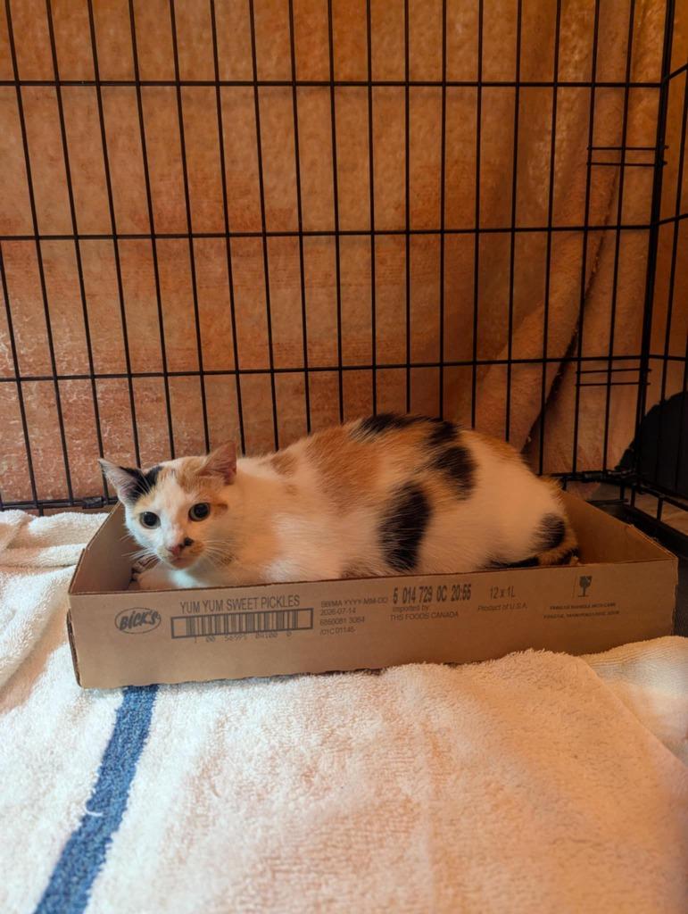 Enlarge Shelby, a Adoptable Domestic Short Hair in Arthur, ON image 3/4