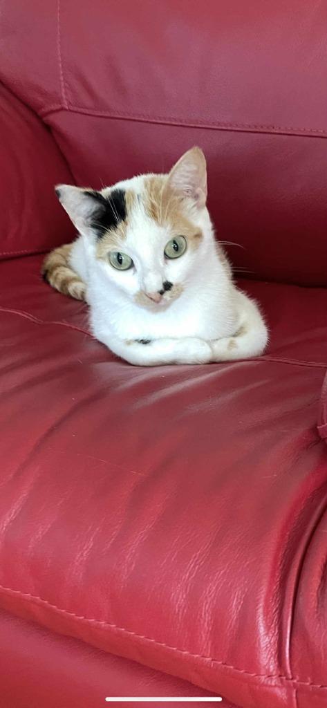 Enlarge Shelby, a Adoptable Domestic Short Hair in Arthur, ON image 4/4