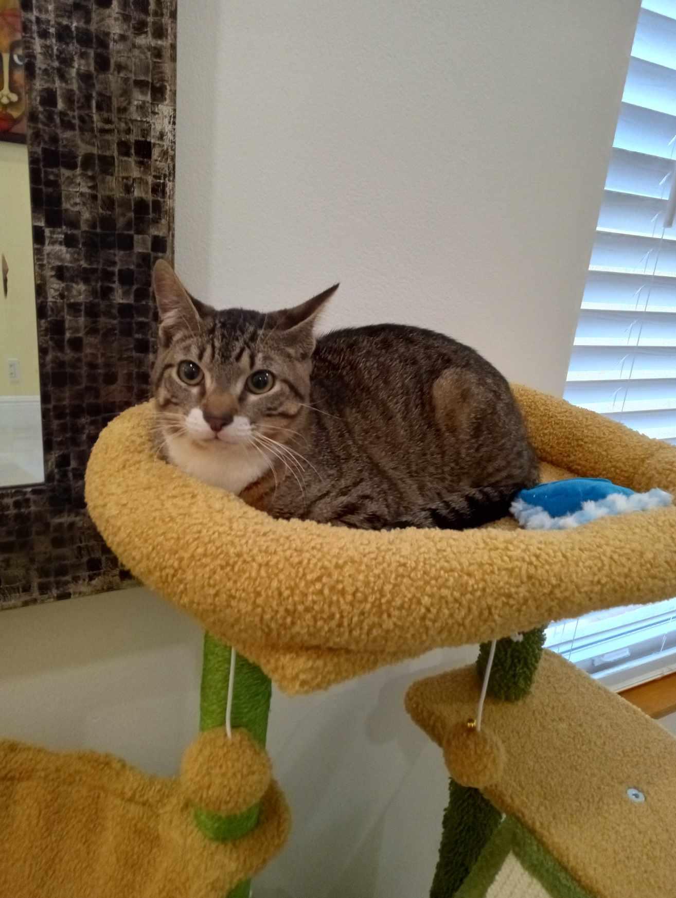 Snickers, a Adoptable Domestic Short Hair in Boca Raton, FL image 1/3