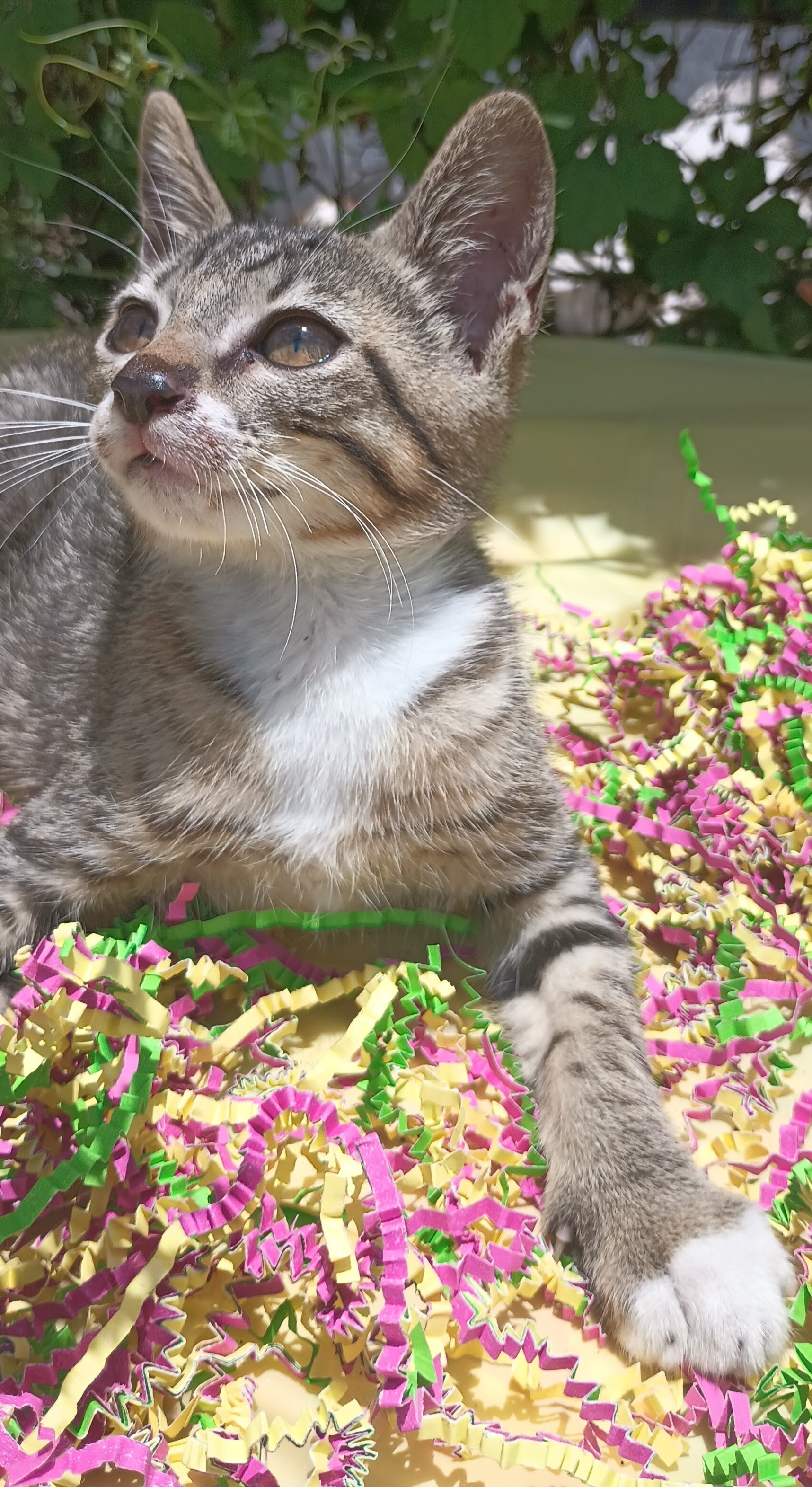 Snickers, a Adoptable Domestic Short Hair in Boca Raton, FL image 2/3