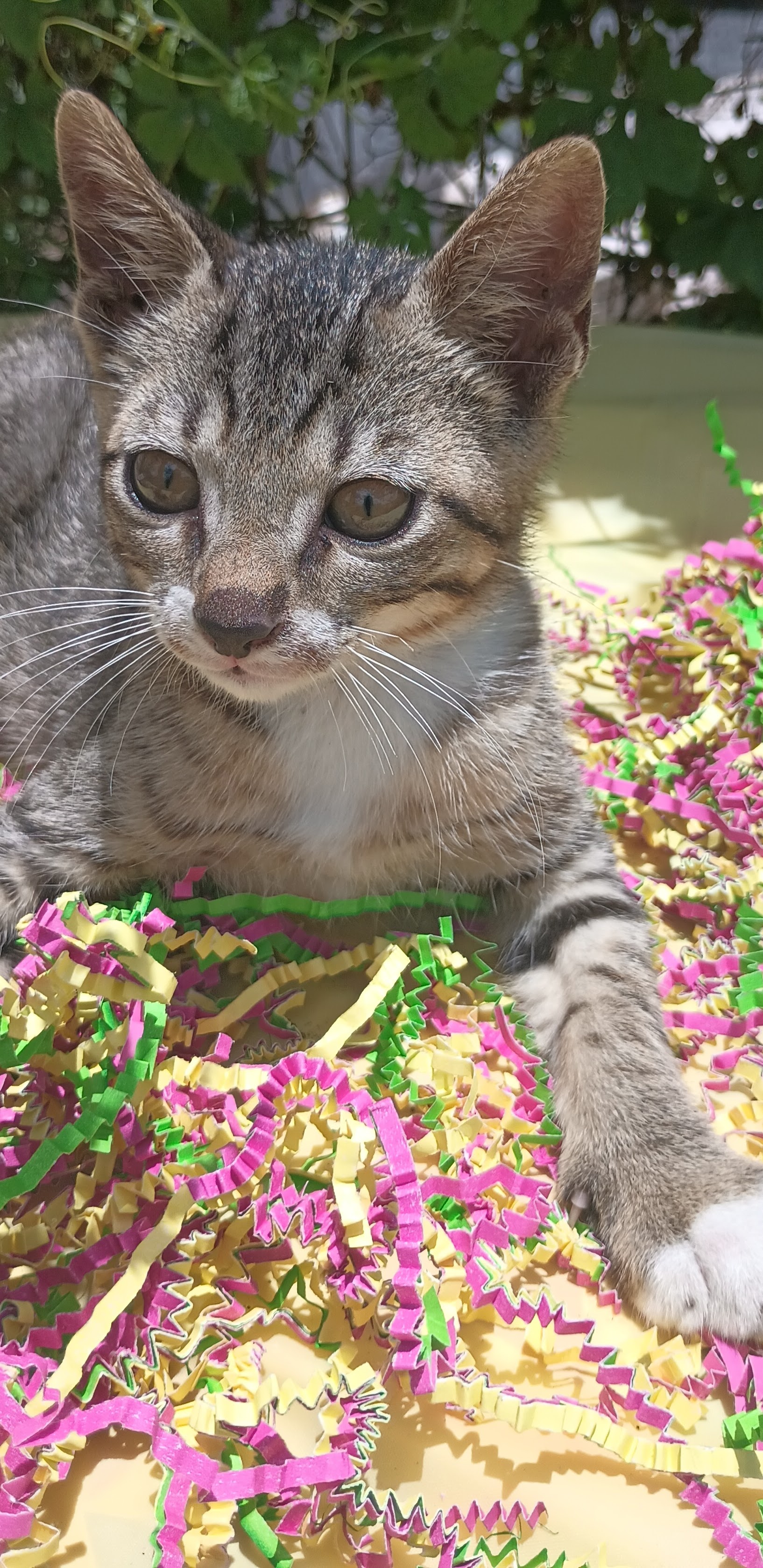 Snickers, a Adoptable Domestic Short Hair in Boca Raton, FL image 3/3