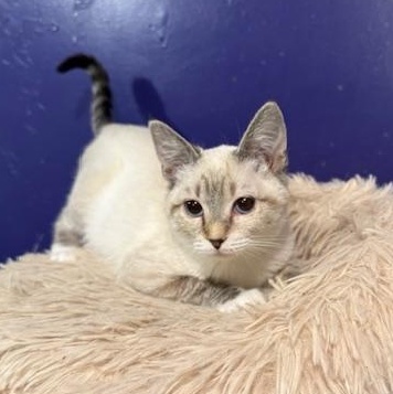 Enlarge Brooke, an adopted mixed breed in Antioch, CA image 4/5