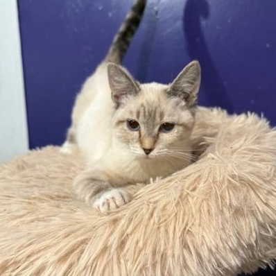 Enlarge Brooke, an adopted mixed breed in Antioch, CA image 2/5