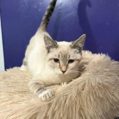 Enlarge Brooke, an adopted mixed breed in Antioch, CA image 3/5