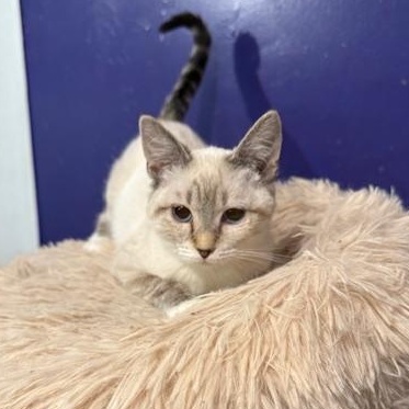 Enlarge Brooke, an adopted mixed breed in Antioch, CA image 5/5