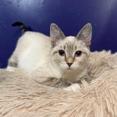 Brooke, adopted, Kitten Female Siamese & Domestic Short Hair.
