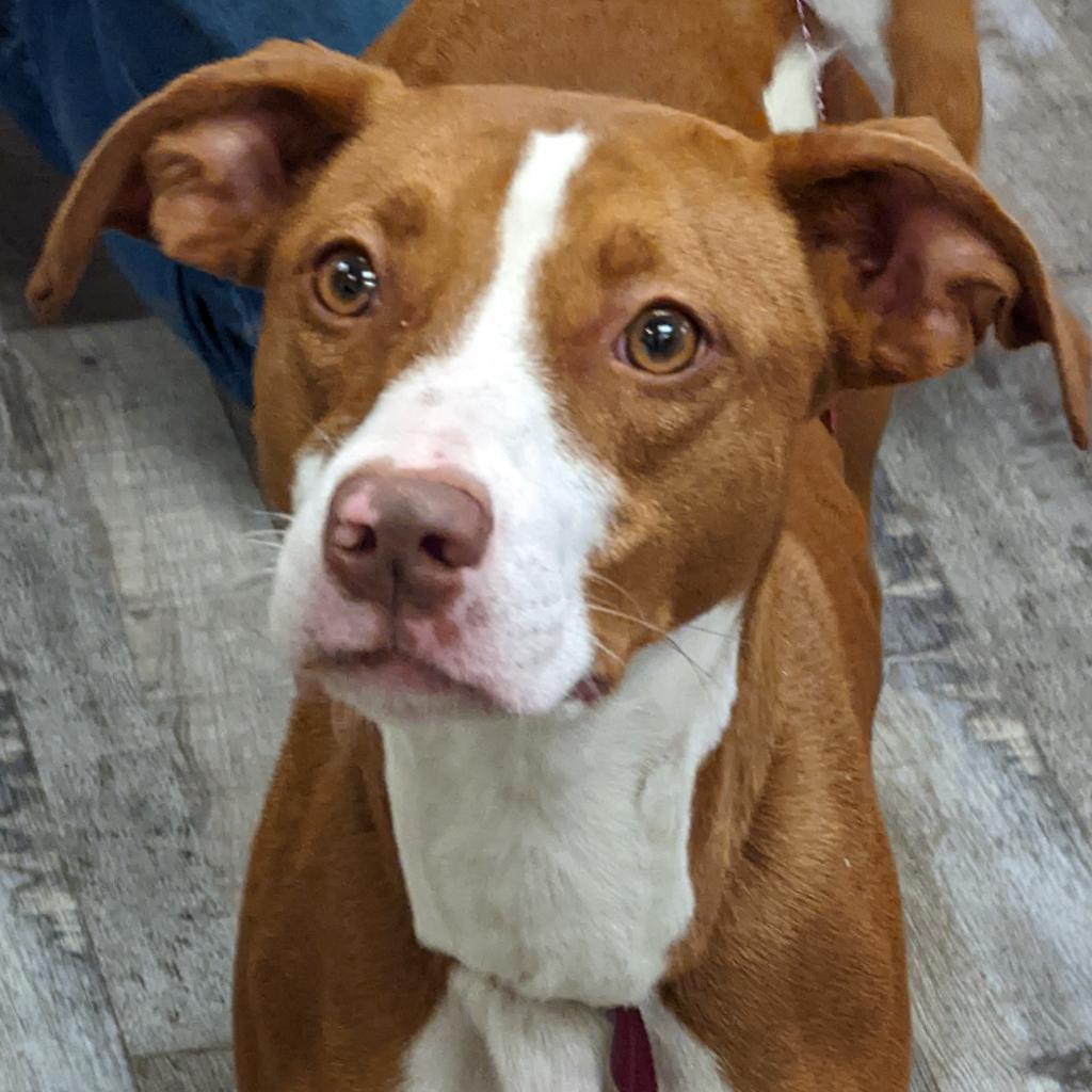 Enlarge Daisy, a Adoptable mixed breed in Blairsville, GA image 3/6