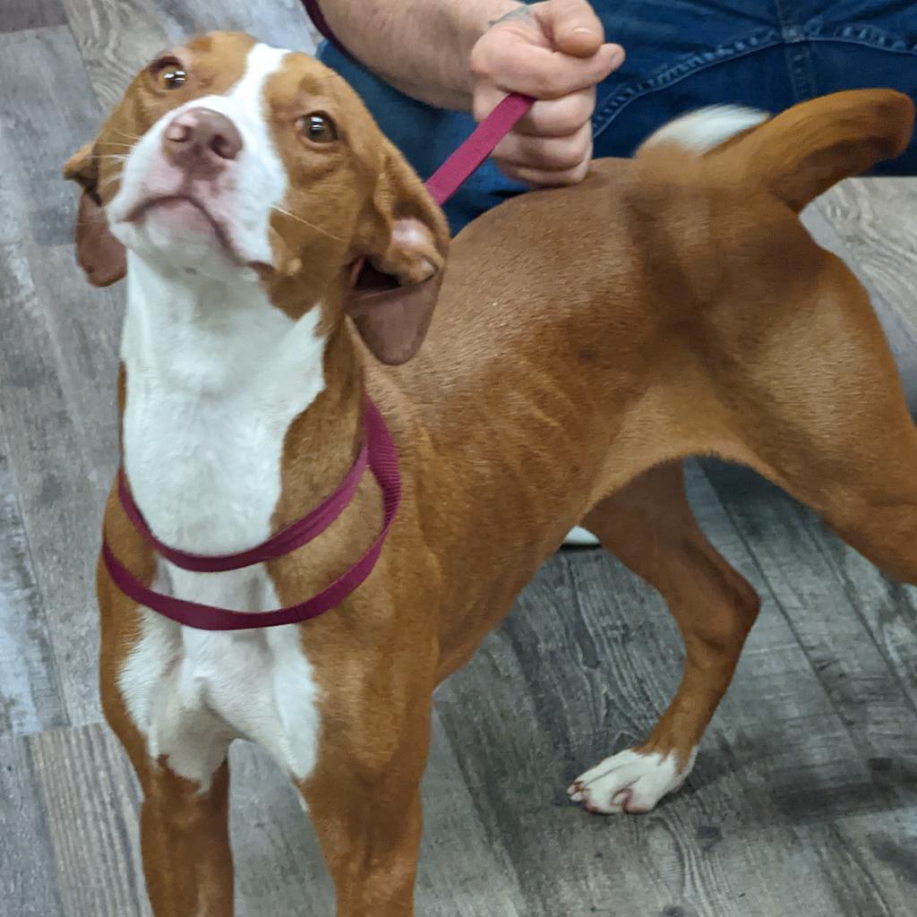 Enlarge Daisy, a Adoptable mixed breed in Blairsville, GA image 5/6