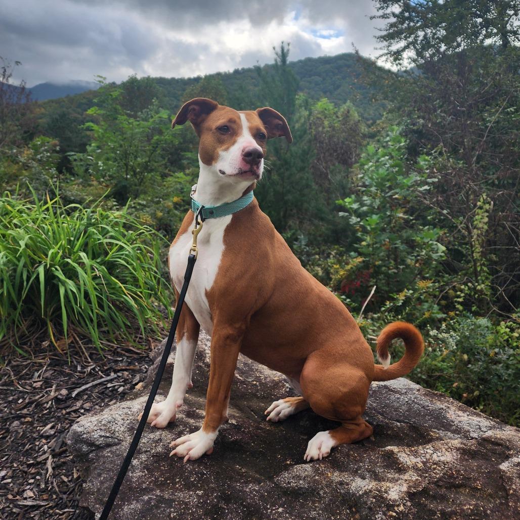 Enlarge Daisy, a Adoptable mixed breed in Blairsville, GA image 5/6