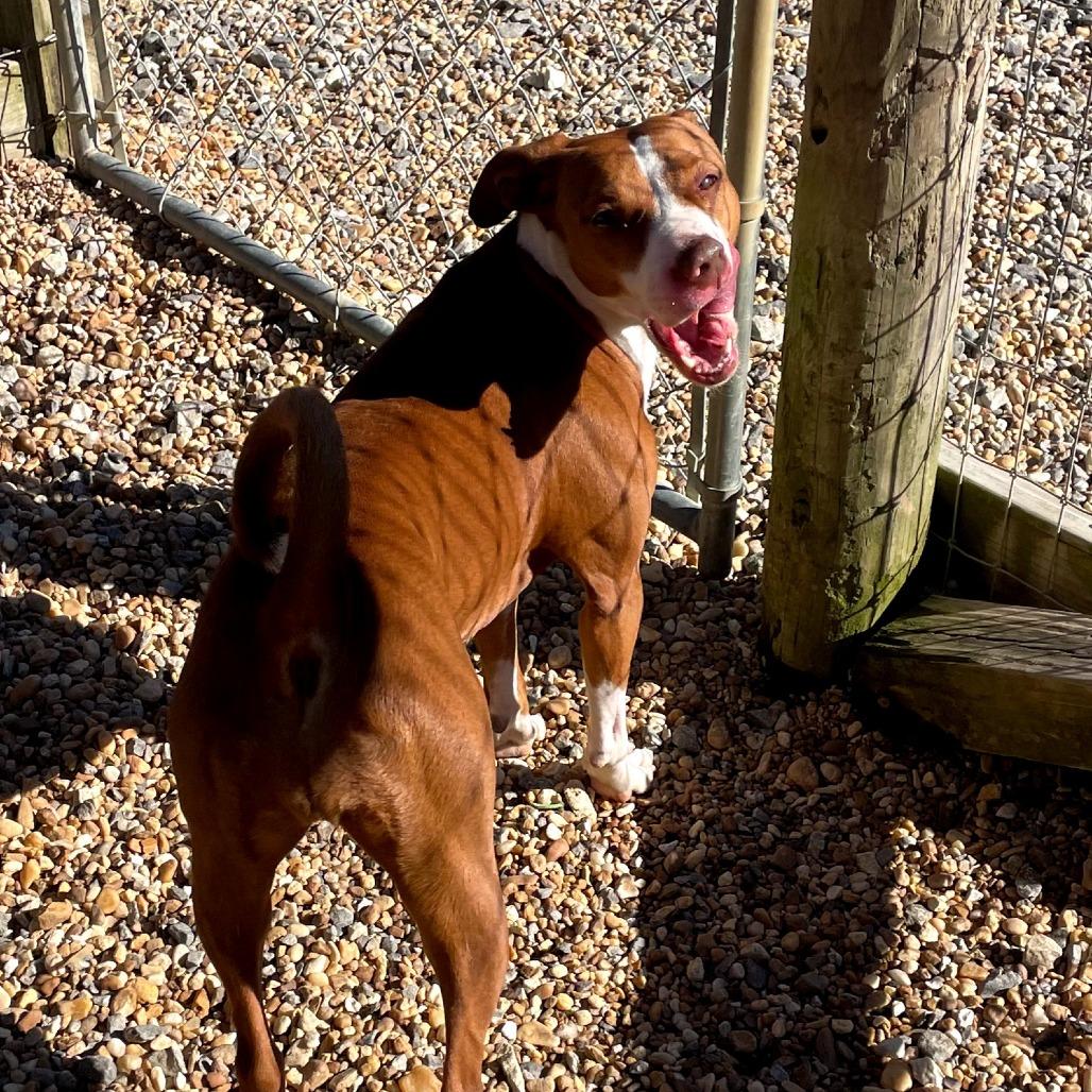 Enlarge Daisy, a Adoptable mixed breed in Blairsville, GA image 6/6