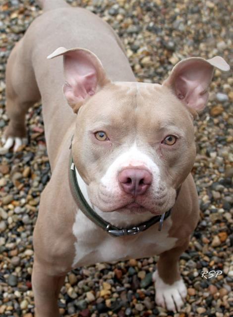 Enlarge PABLO, a Adoptable Pit Bull Terrier in Fort Wayne, IN image 1/1