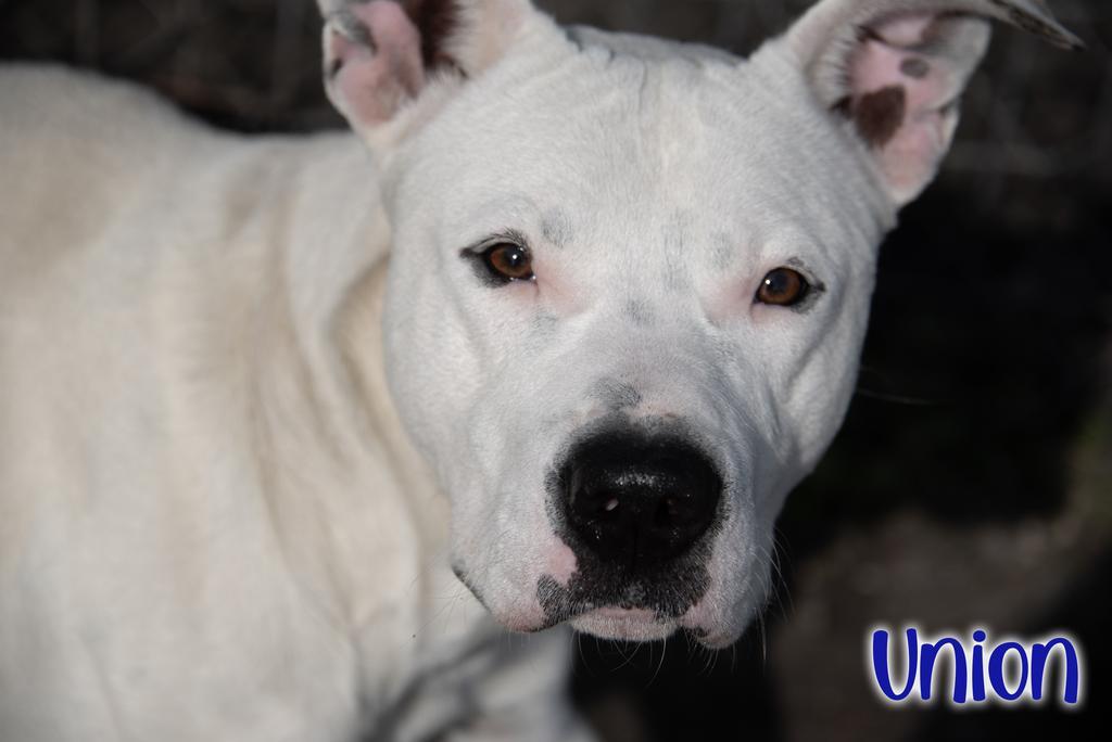 Enlarge Union, a Adoptable Pit Bull Terrier in Livingston, LA image 3/3