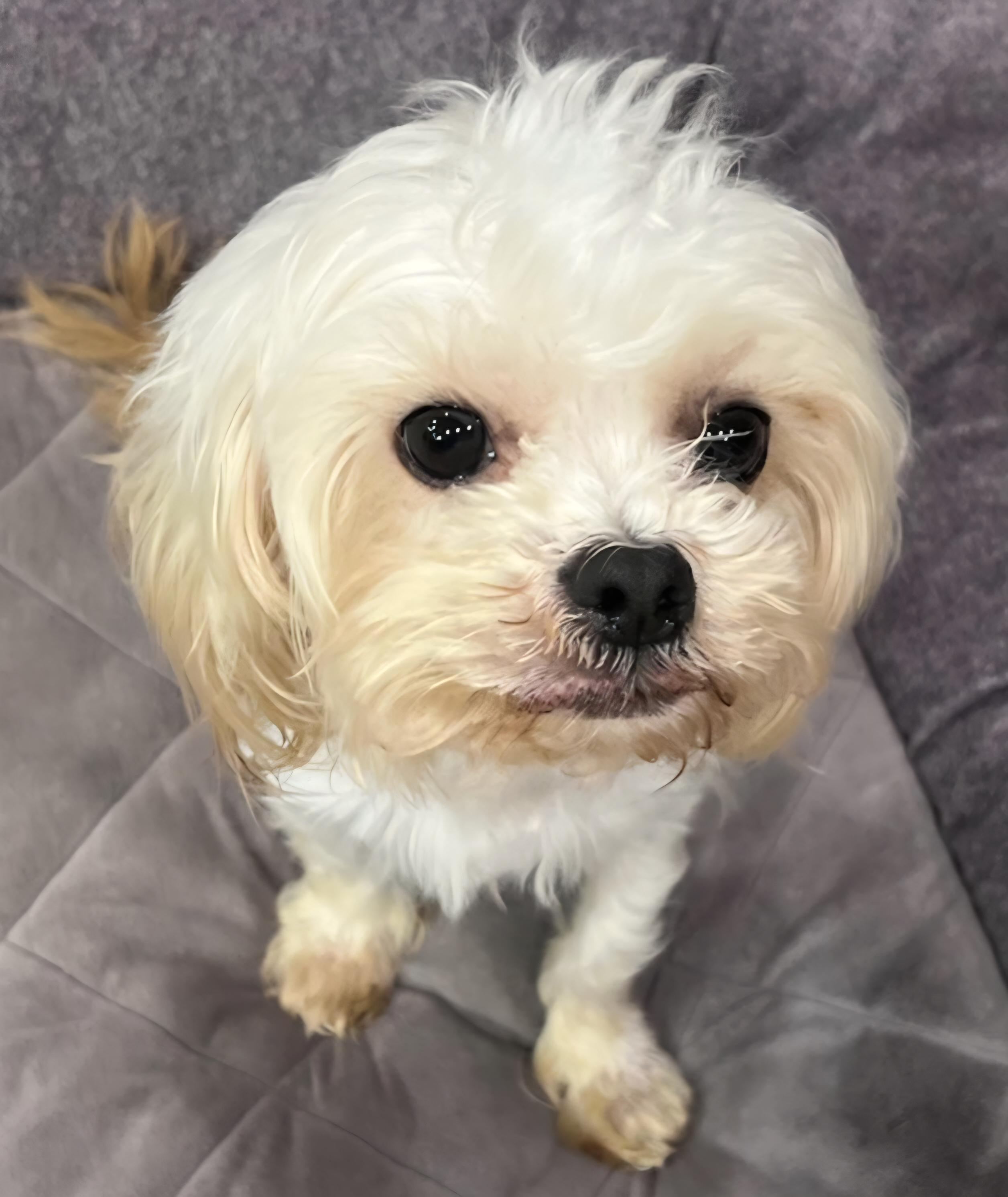 Enlarge Sam, a Adoptable mixed breed in Menomonee Falls, WI image 1/2