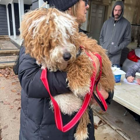 Kyle, Adoptable, Young Male Poodle.