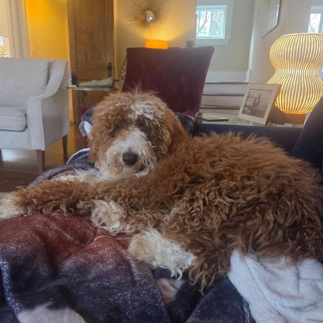 Enlarge Kyle, a Adoptable Poodle in St. Charles, IL image 2/6