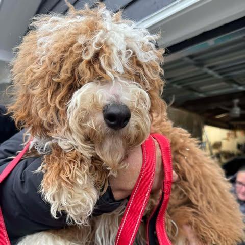 Enlarge Kyle, a Adoptable Poodle in St. Charles, IL image 5/6