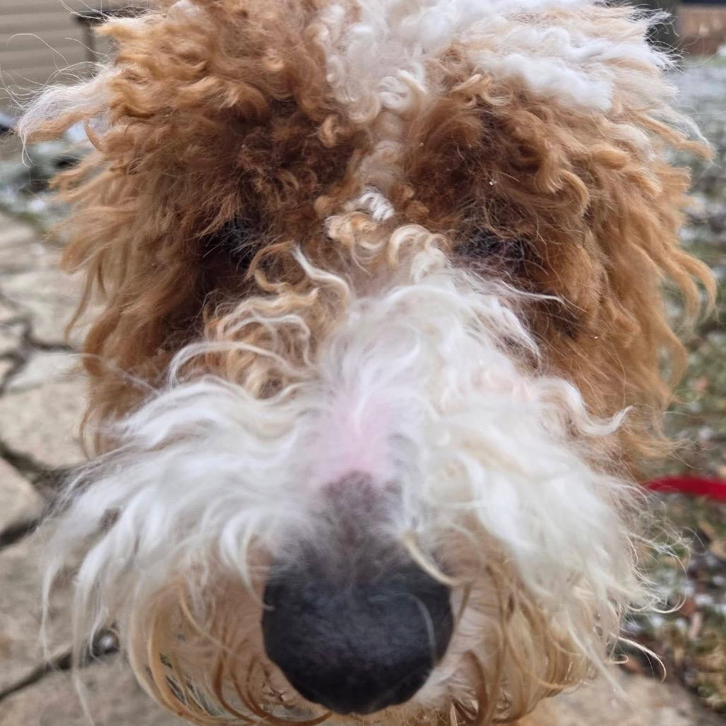 Enlarge Kyle, a Adoptable Poodle in St. Charles, IL image 6/6