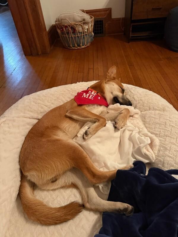 Enlarge Charlie, a Adoptable Shiba Inu in Manhattan Beach, CA image 1/6