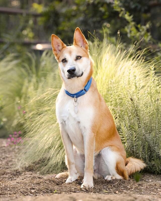 Charlie, Adoptable, Adult Male Shiba Inu.