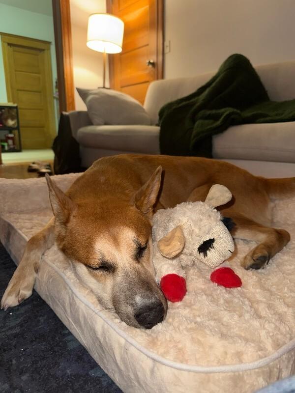 Enlarge Charlie, a Adoptable Shiba Inu in Manhattan Beach, CA image 2/6
