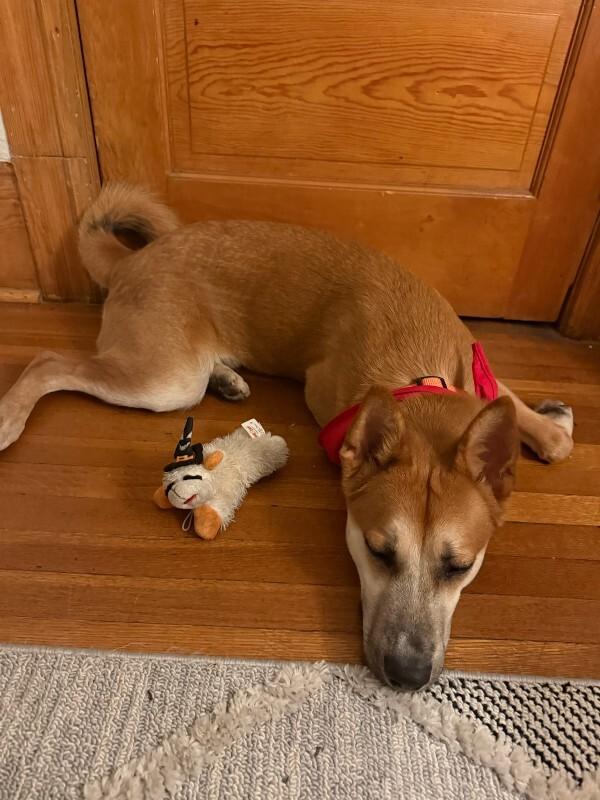 Enlarge Charlie, a Adoptable Shiba Inu in Manhattan Beach, CA image 3/6