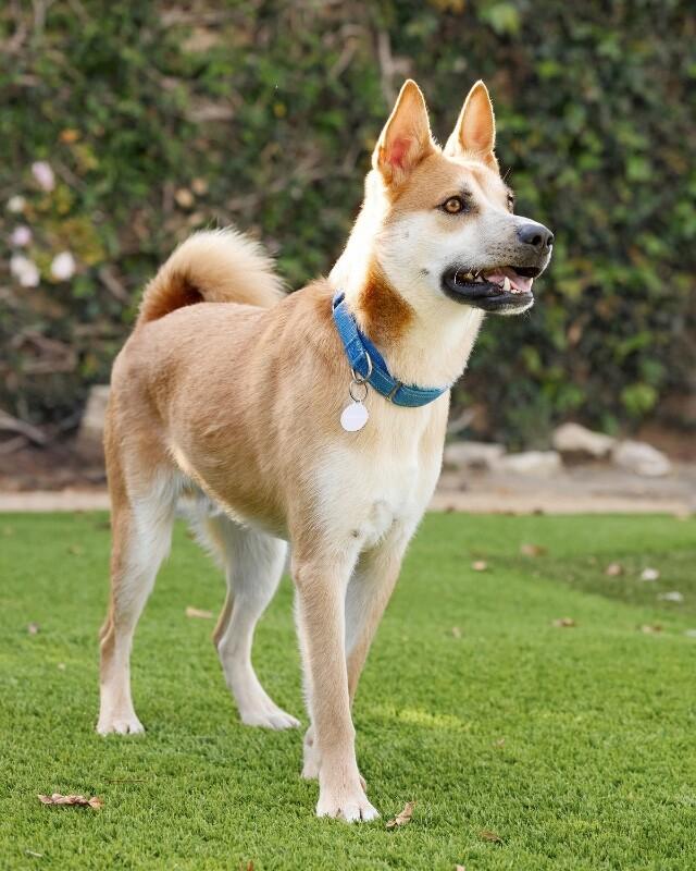 Enlarge Charlie, a Adoptable Shiba Inu in Manhattan Beach, CA image 2/6