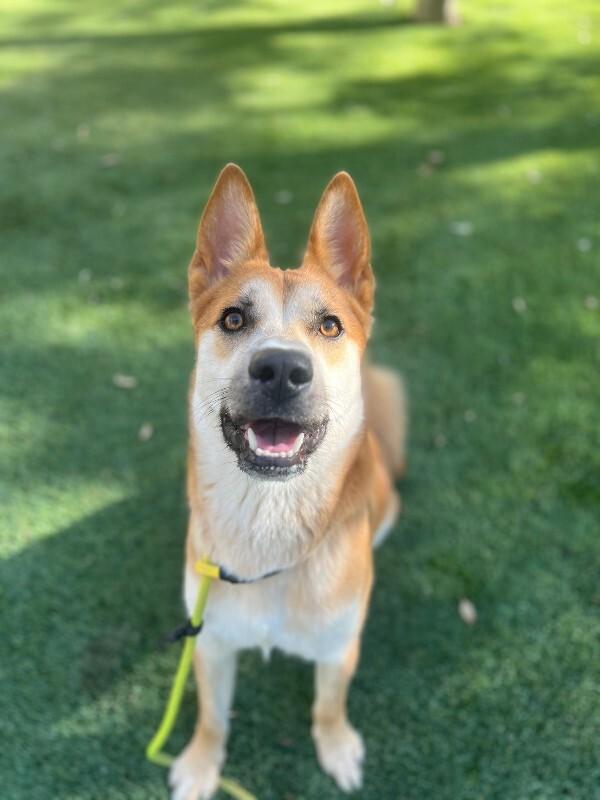 Enlarge Charlie, a Adoptable Shiba Inu in Manhattan Beach, CA image 4/6