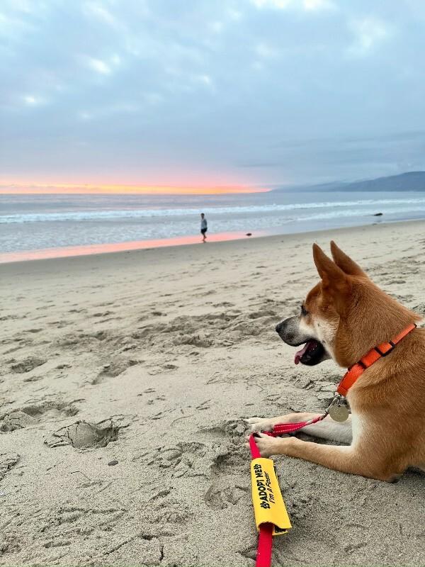 Enlarge Charlie, a Adoptable Shiba Inu in Manhattan Beach, CA image 5/6