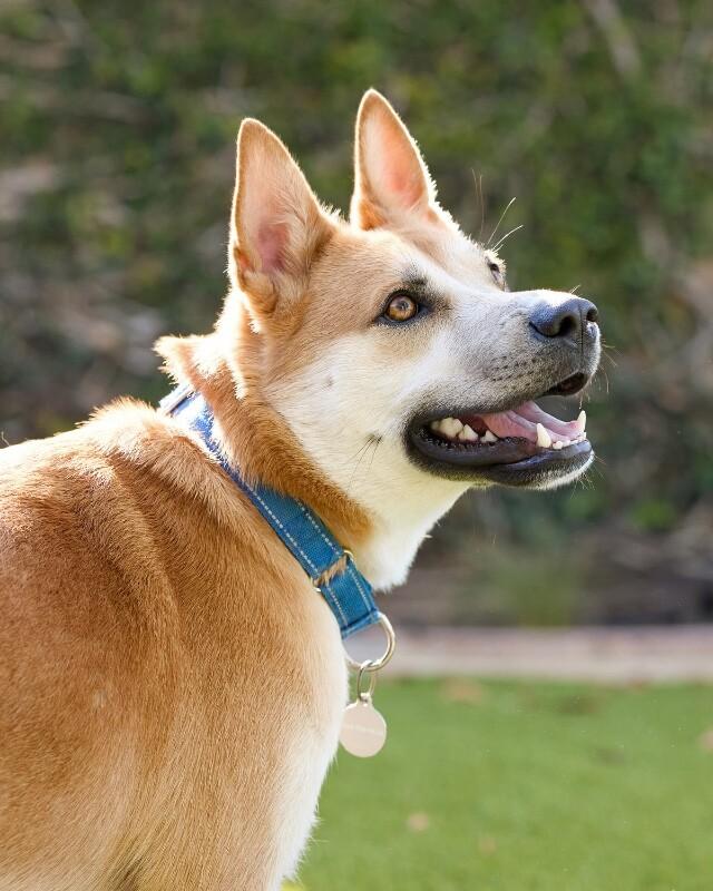 Enlarge Charlie, a Adoptable Shiba Inu in Manhattan Beach, CA image 3/6