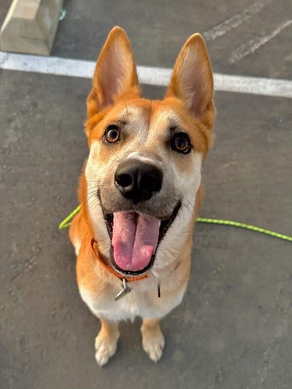 Enlarge Charlie, a Adoptable Shiba Inu in Manhattan Beach, CA image 6/6