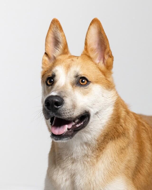 Enlarge Charlie, a Adoptable Shiba Inu in Manhattan Beach, CA image 4/6