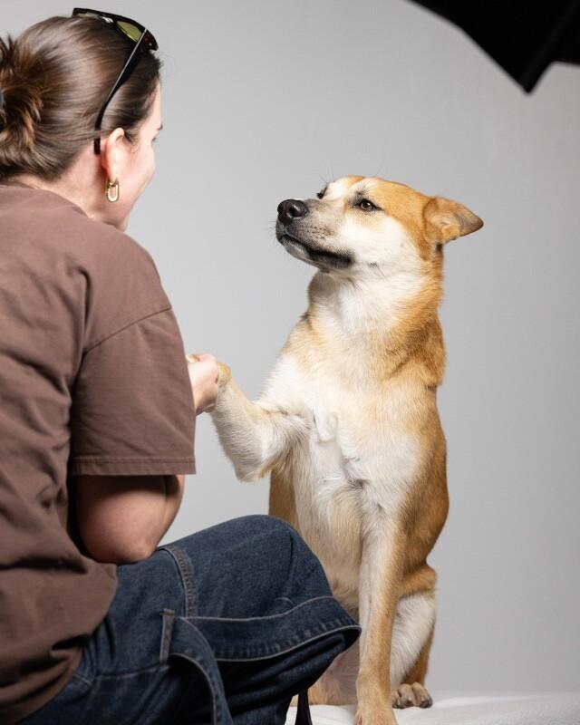 Enlarge Charlie, a Adoptable Shiba Inu in Manhattan Beach, CA image 5/6