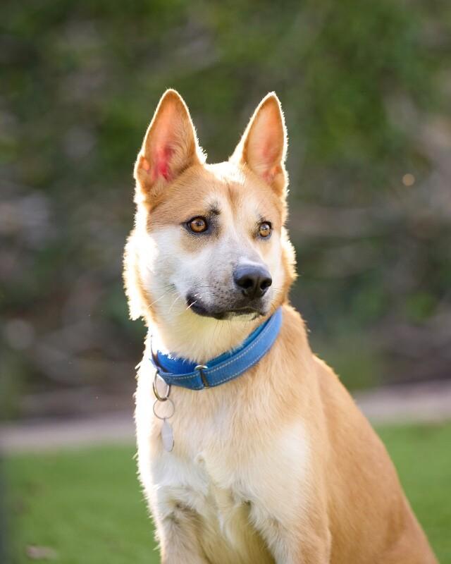 Enlarge Charlie, a Adoptable Shiba Inu in Manhattan Beach, CA image 6/6