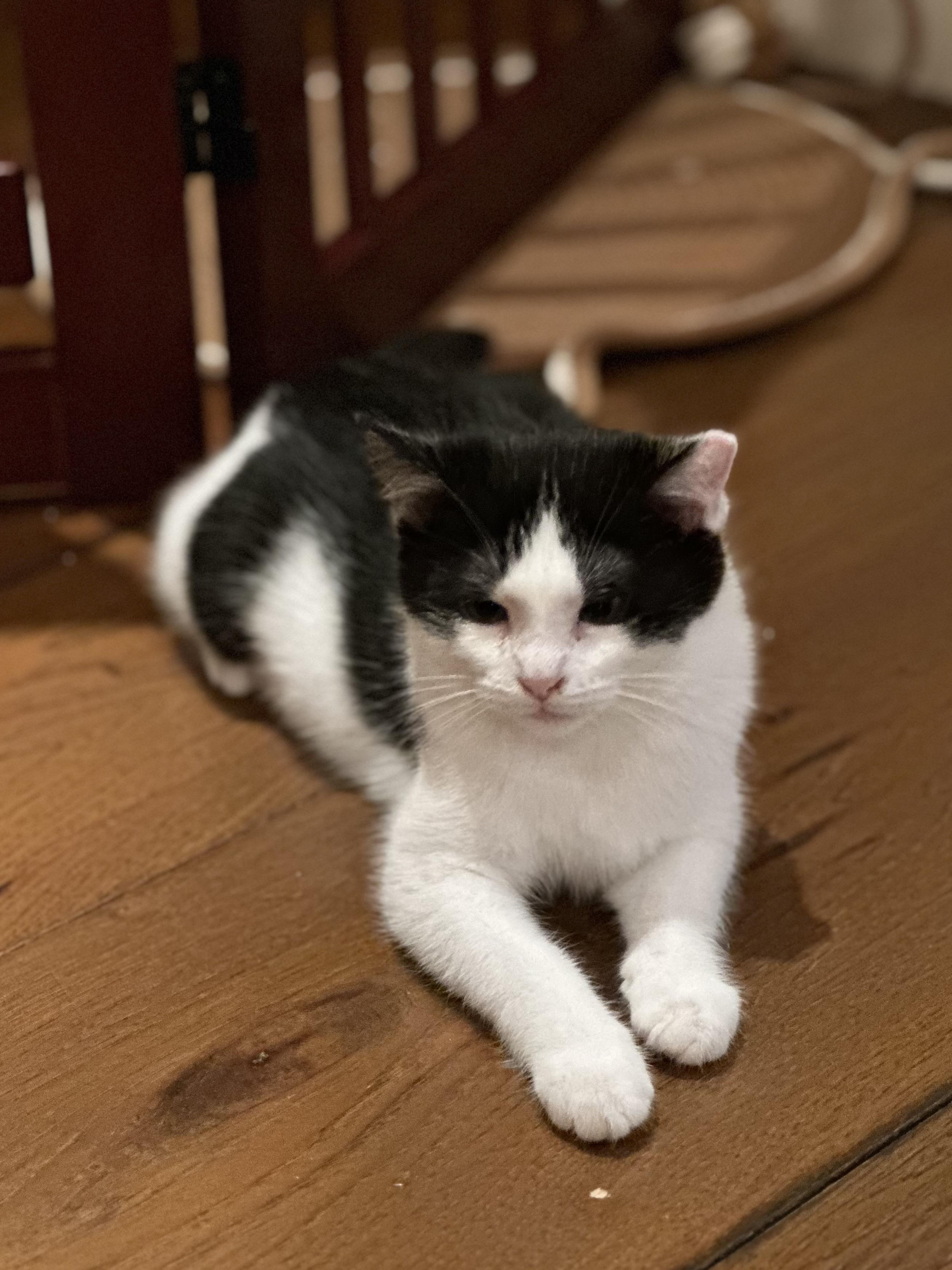 Valerie, a Adoptable Domestic Short Hair in Campbell, CA image 2/6