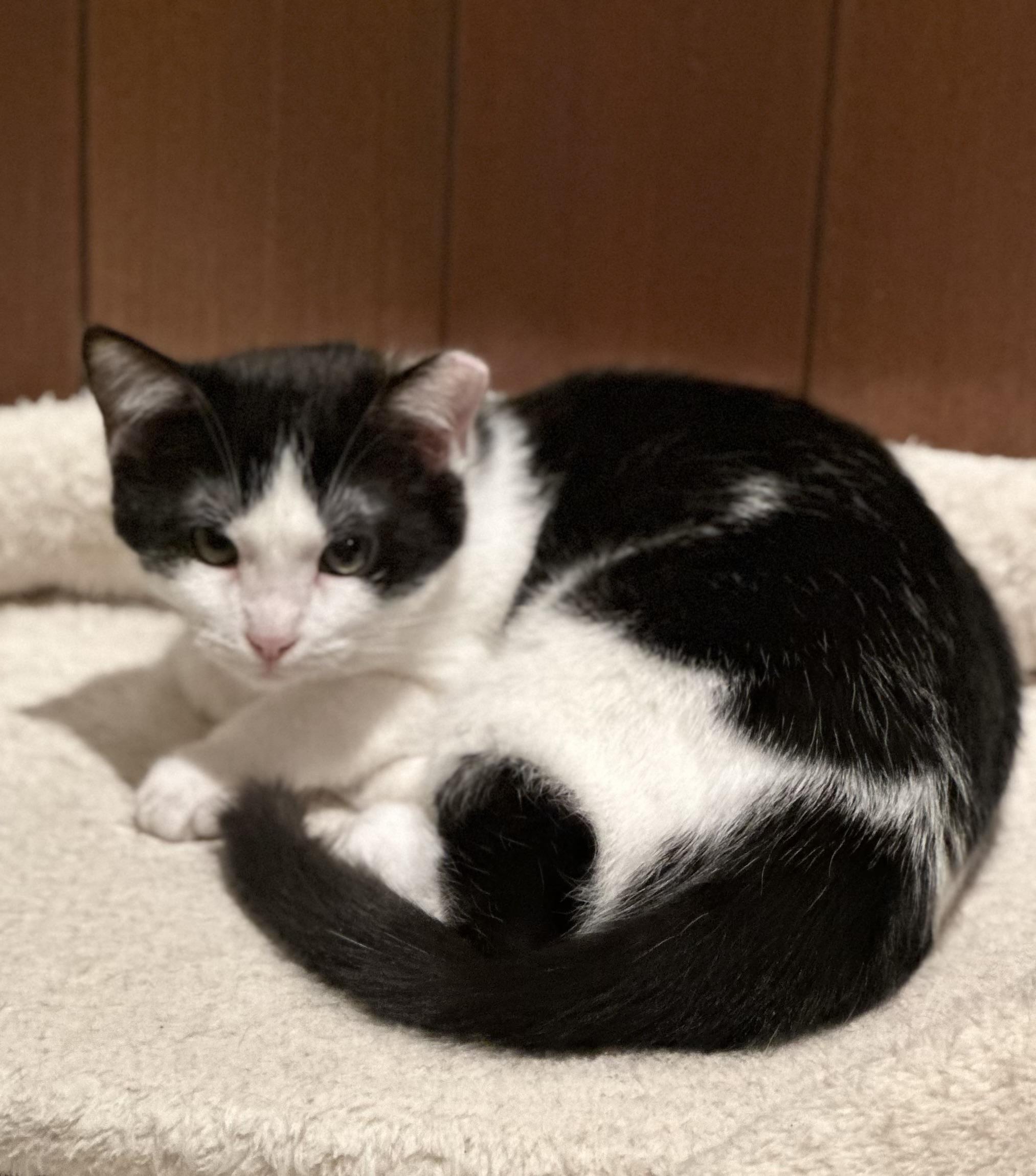 Valerie, a Adoptable Domestic Short Hair in Campbell, CA image 3/6