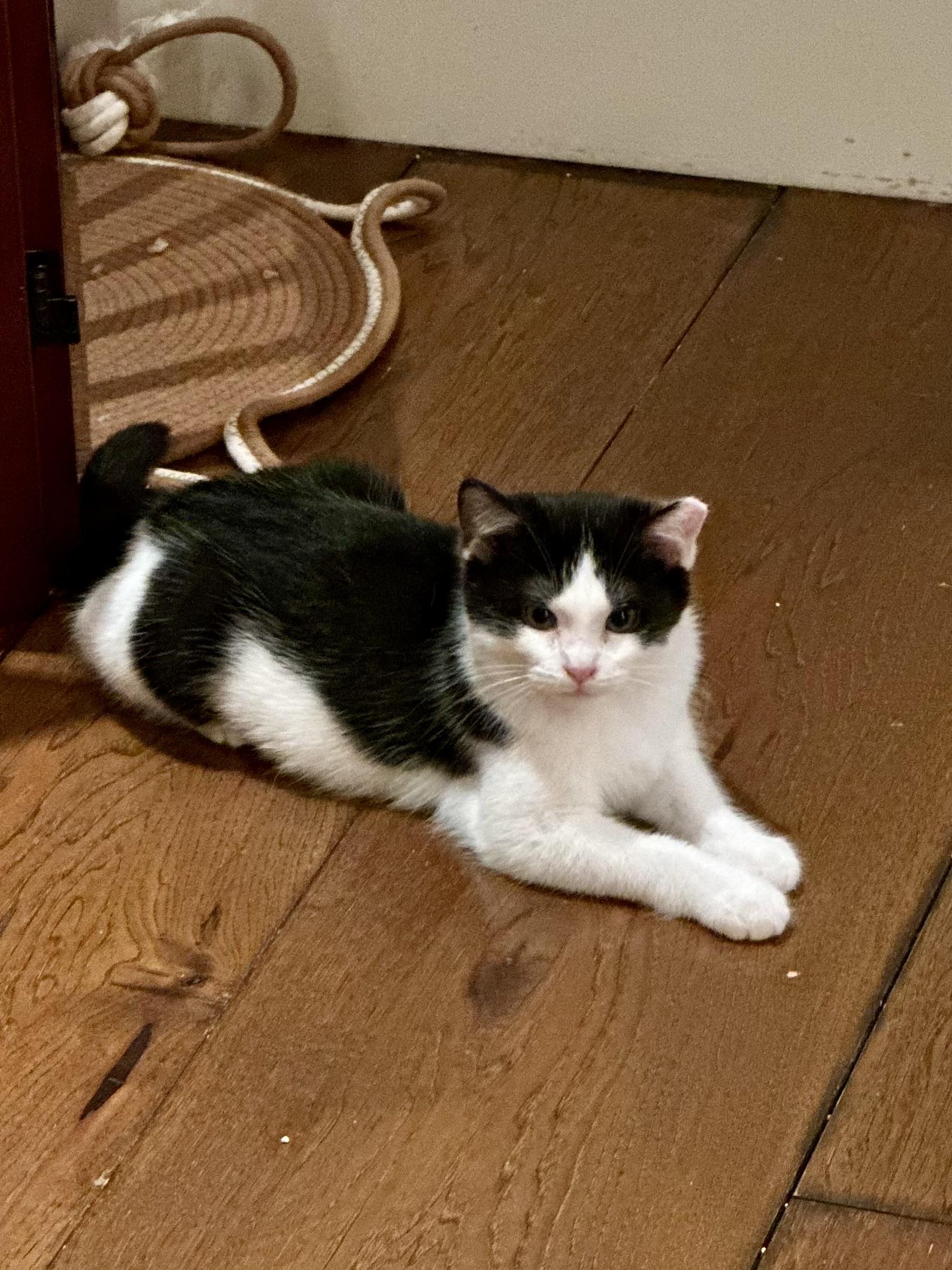 Valerie, a Adoptable Domestic Short Hair in Campbell, CA image 6/6