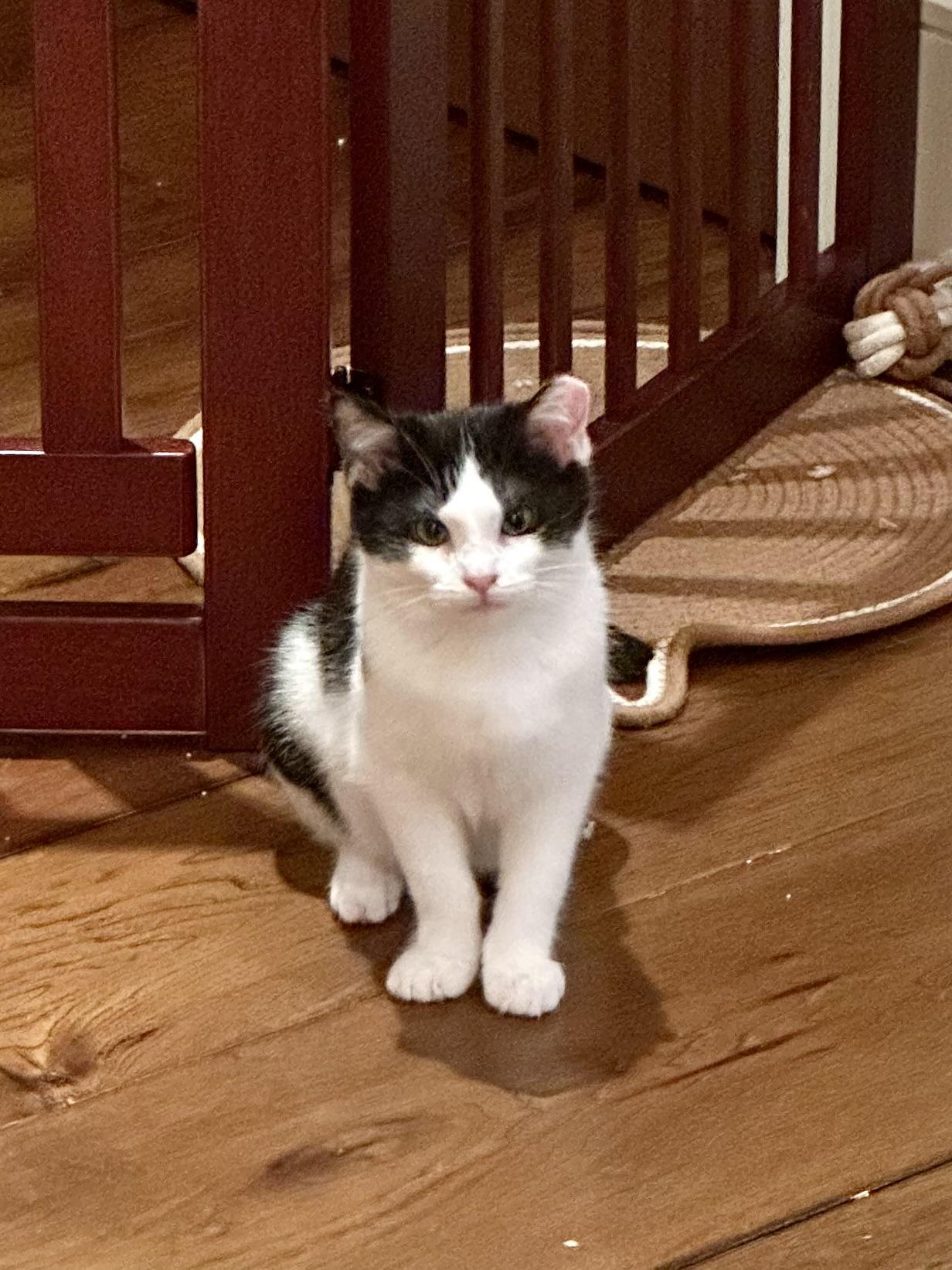 Valerie, a Adoptable Domestic Short Hair in Campbell, CA image 1/6