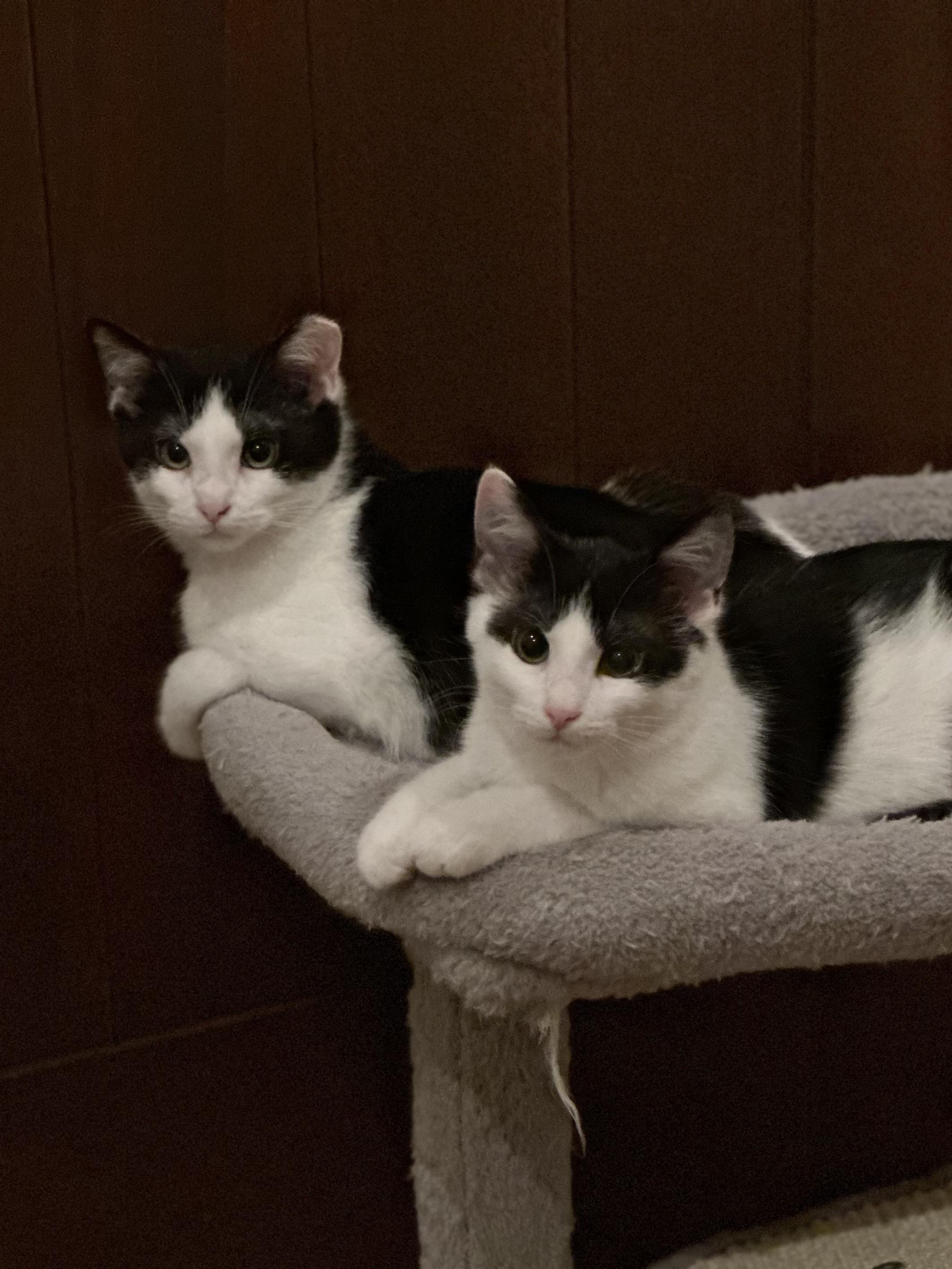 Valerie, a Adoptable Domestic Short Hair in Campbell, CA image 5/6