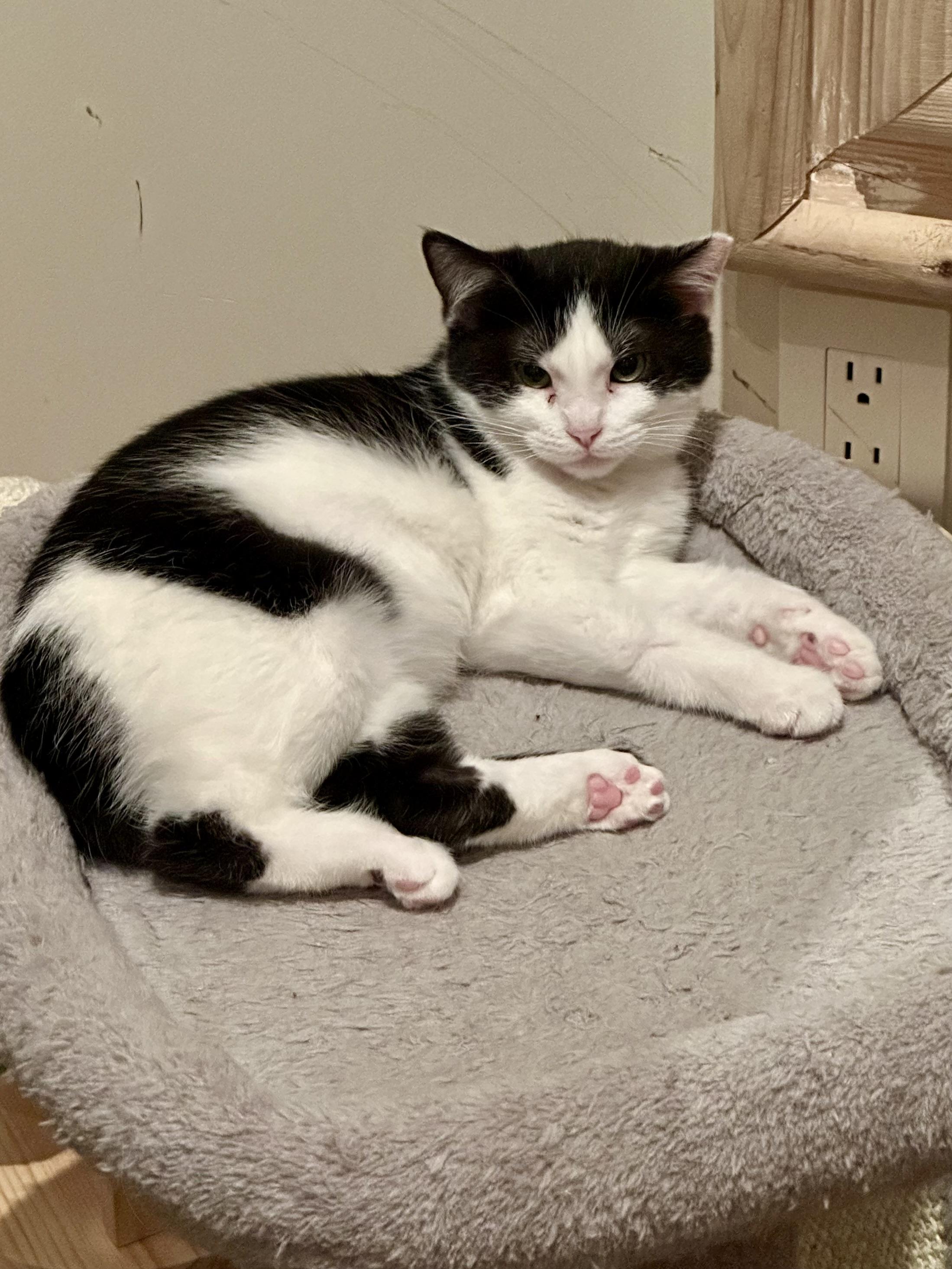 Valerie, a Adoptable Domestic Short Hair in Campbell, CA image 4/6