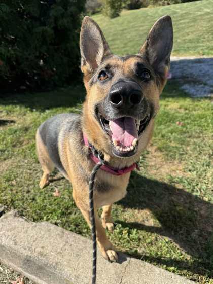 Enlarge KYA, a Adopted Mixed Breed in Erie, PA image 1/2