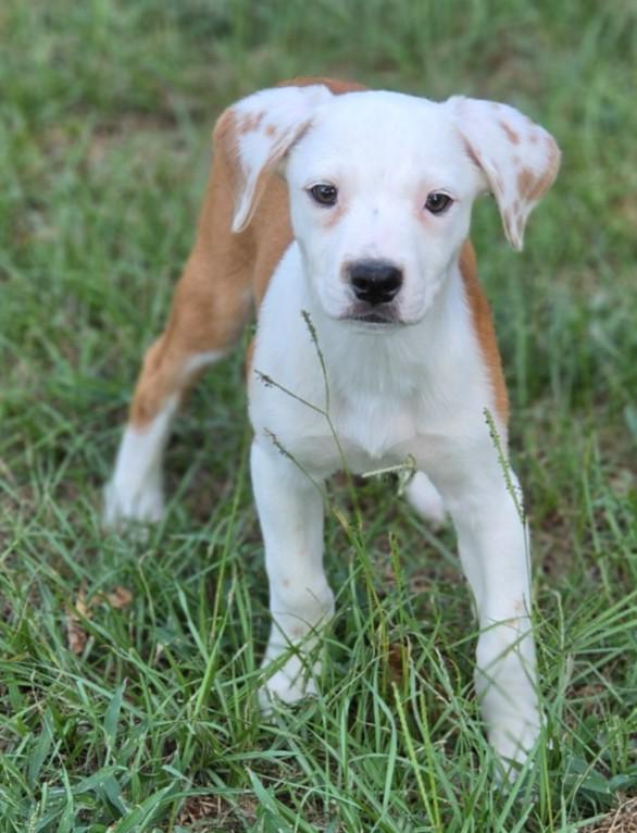 Enlarge Turner, a Adopted mixed breed in Enfield , CT image 3/3