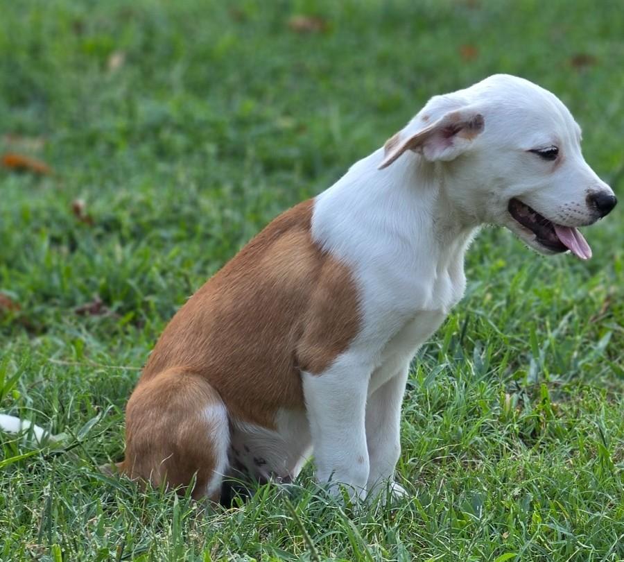 Turner, Adopted, Puppy Male Beagle & Australian Cattle Dog / Blue Heeler.