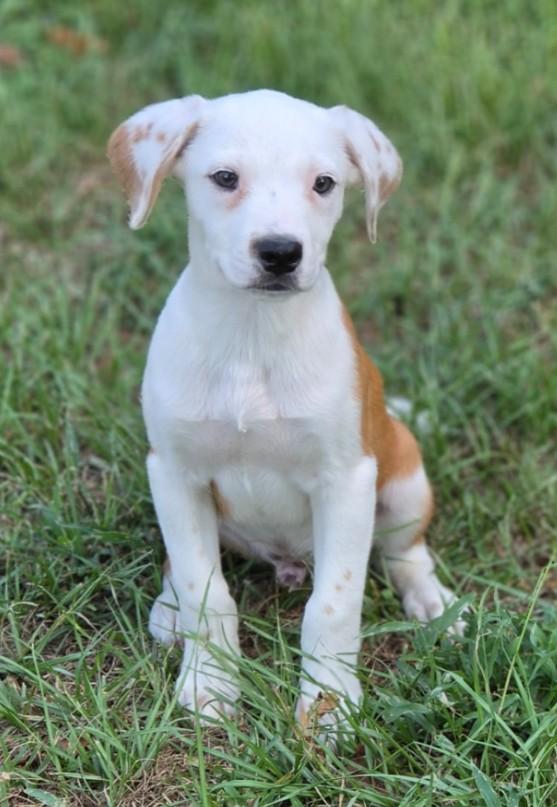 Enlarge Turner, a Adopted mixed breed in Enfield , CT image 2/3