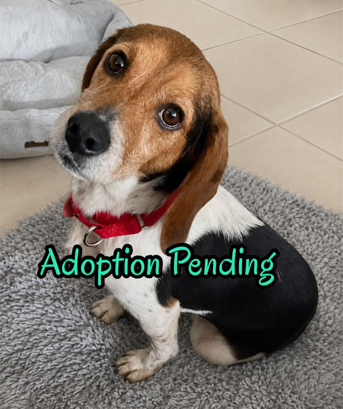 Hushpuppy, Adoptable, Young Male Beagle.