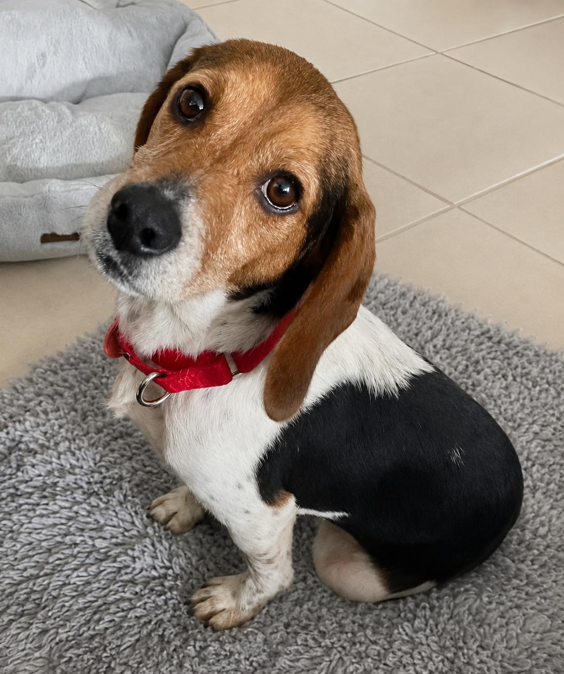 Enlarge Hushpuppy, a Adoptable Beagle in Dunnellon, FL image 3/3