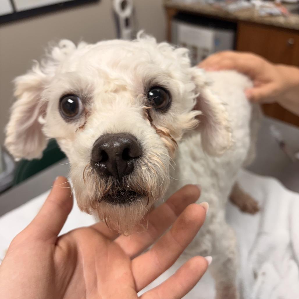 Enlarge Prince, a Adoptable Bichon Frise in Norfolk, NE image 1/2